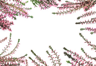 Frame of heather branches with beautiful flowers on white background, top view. Space for text