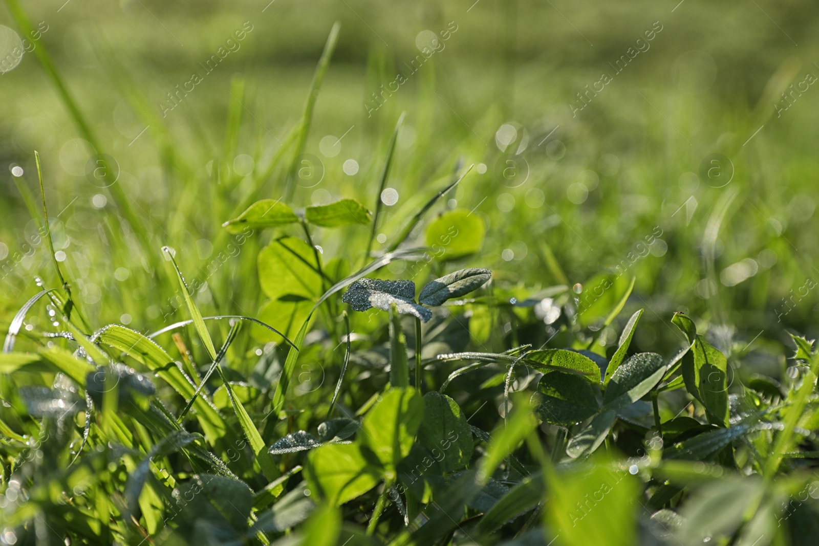 Photo of Dewy green grass on wild meadow, closeup view