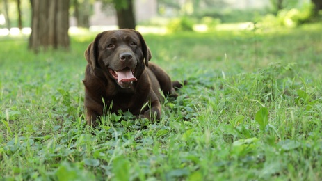 Photo of Cute Chocolate Labrador Retriever on green grass in summer park