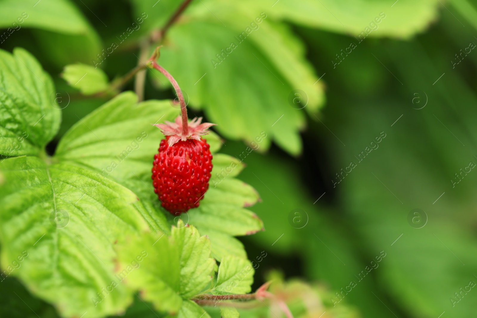 Photo of Ripe wild strawberry growing outdoors, space for text. Seasonal berries