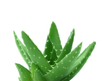 Photo of Aloe vera with green leaves on white background
