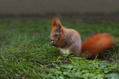 Photo of Cute squirrel eating on green grass in zoo. Space for text