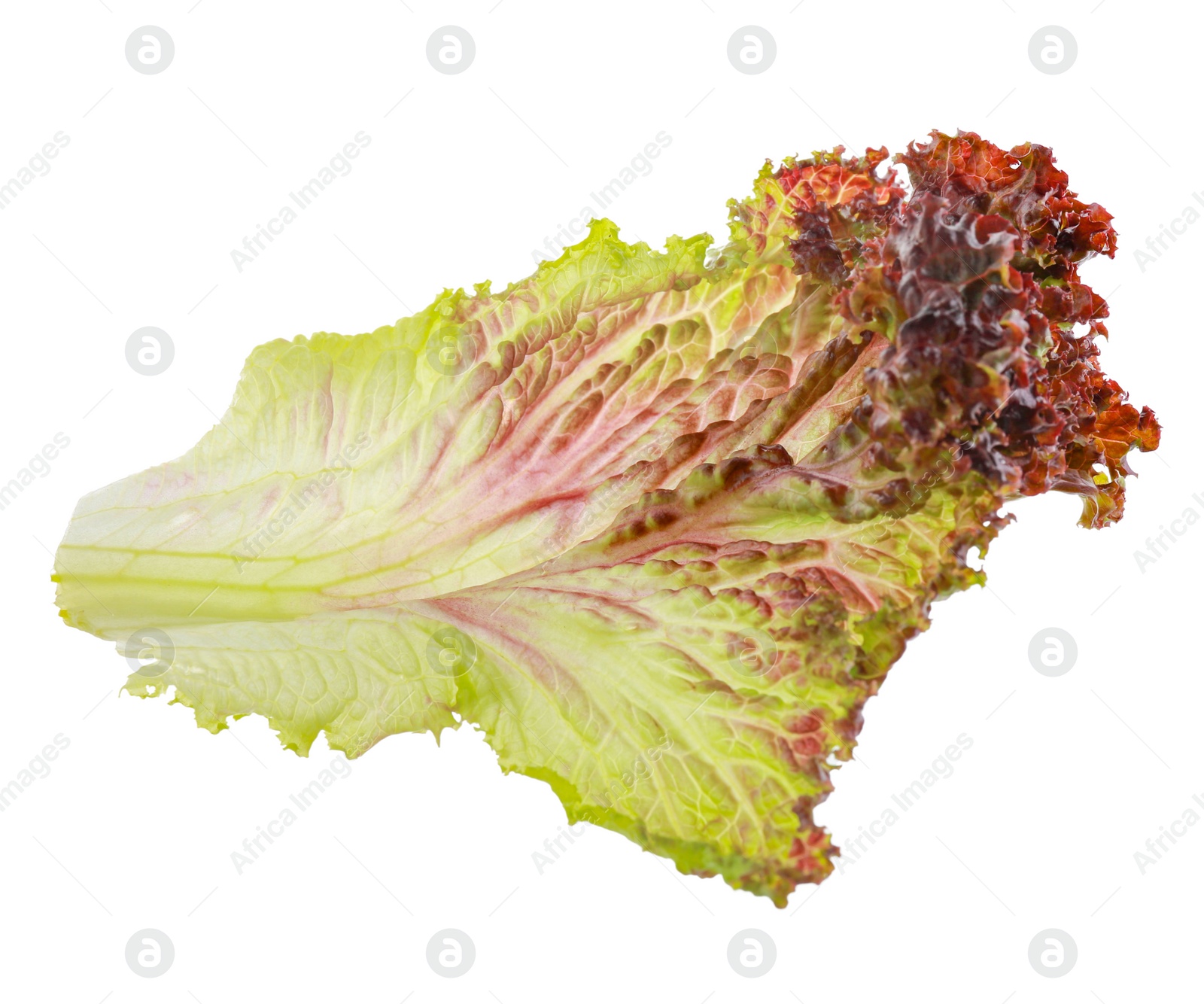 Photo of Leaf of fresh red coral lettuce isolated on white