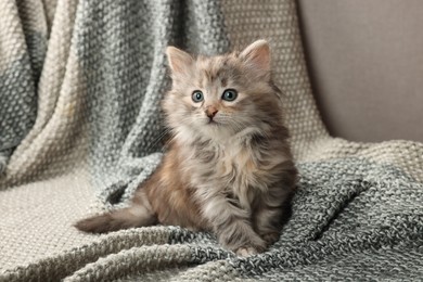 Photo of Cute kitten on knitted blanket. Baby animal