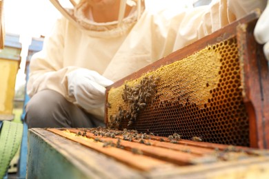 Photo of Beekeeper in uniform taking frame from hive at apiary, closeup. Harvesting honey