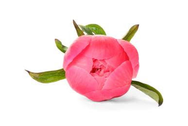 Photo of Beautiful pink peony bud isolated on white