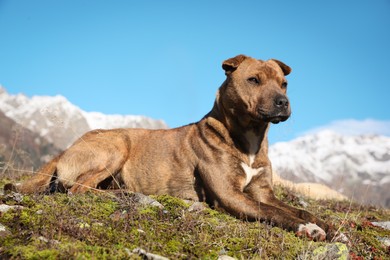 Photo of Adorable dog in mountains on sunny day