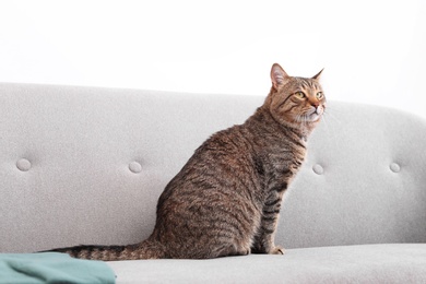 Photo of Cute striped cat sitting on sofa indoors