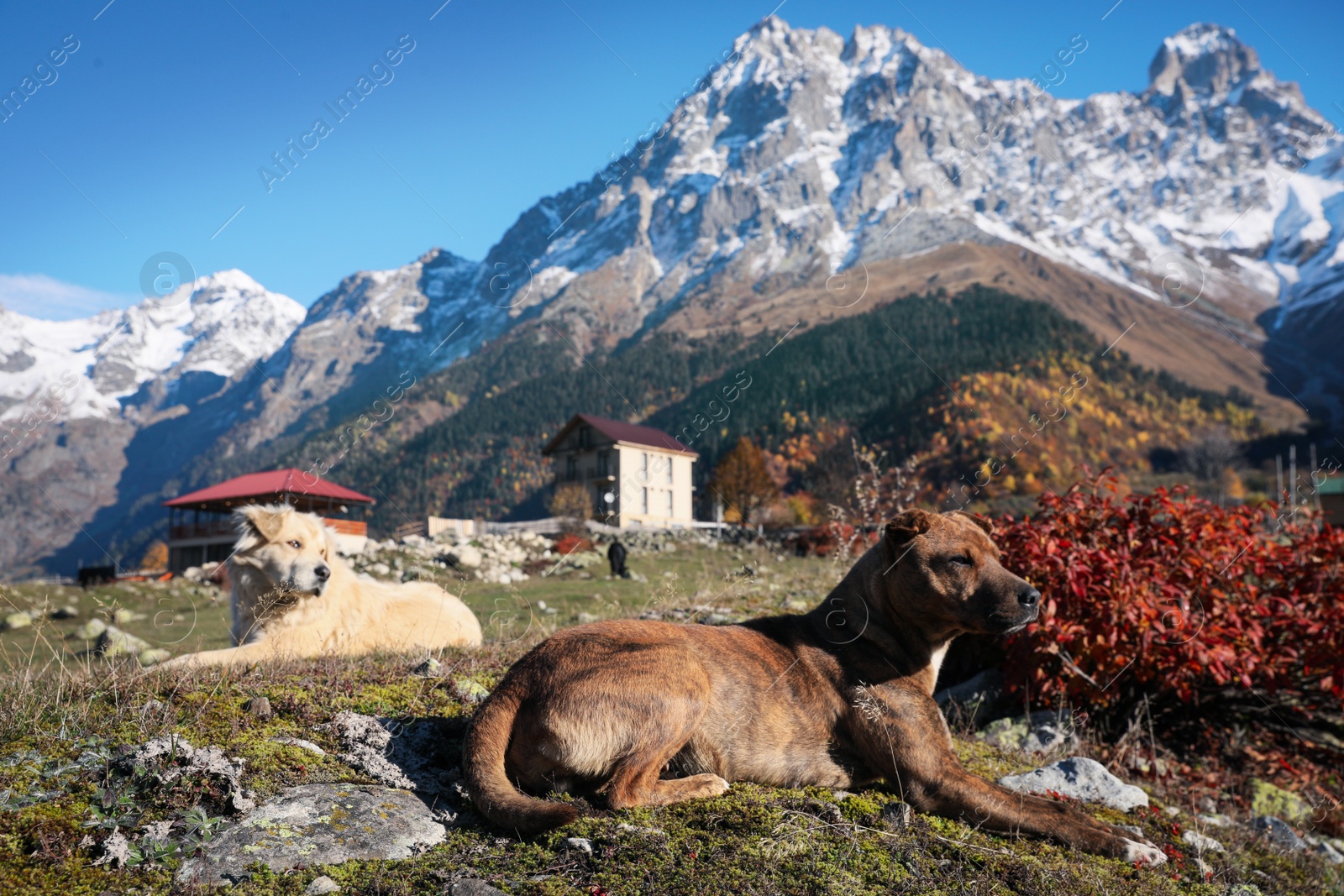 Photo of Adorable dog in mountains on sunny day