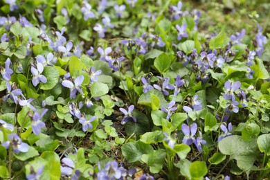 Photo of Beautiful wild violets blooming in forest. Spring flowers