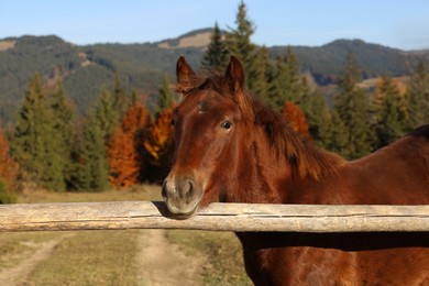 Photo of Beautiful horse near wooden paddock fence in mountains on sunny day
