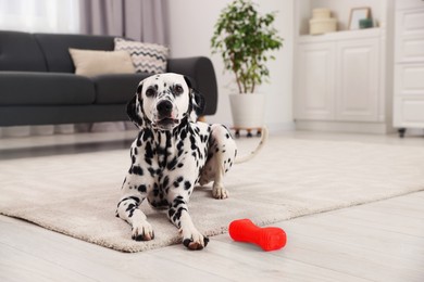 Photo of Adorable Dalmatian dog with red toy indoors