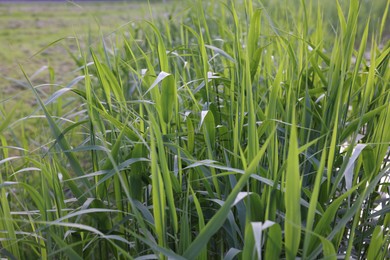 Photo of Beautiful green reed plants growing outdoors, closeup