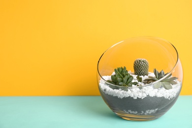 Photo of Glass florarium with different succulents on color background, space for text
