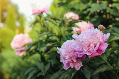 Photo of Blooming peony plant with beautiful pink flowers outdoors, closeup. Space for text