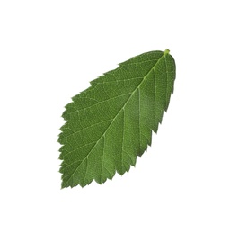 Photo of Fresh green blackberry leaf isolated on white