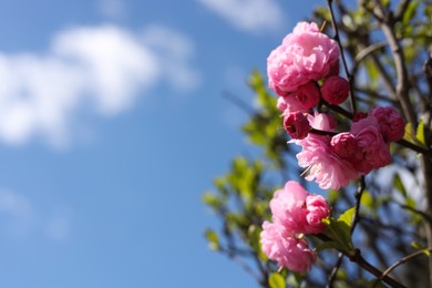 Photo of Closeup view of dwarf flowering almond with beautiful pink blossom outdoors on sunny spring day. Space for text
