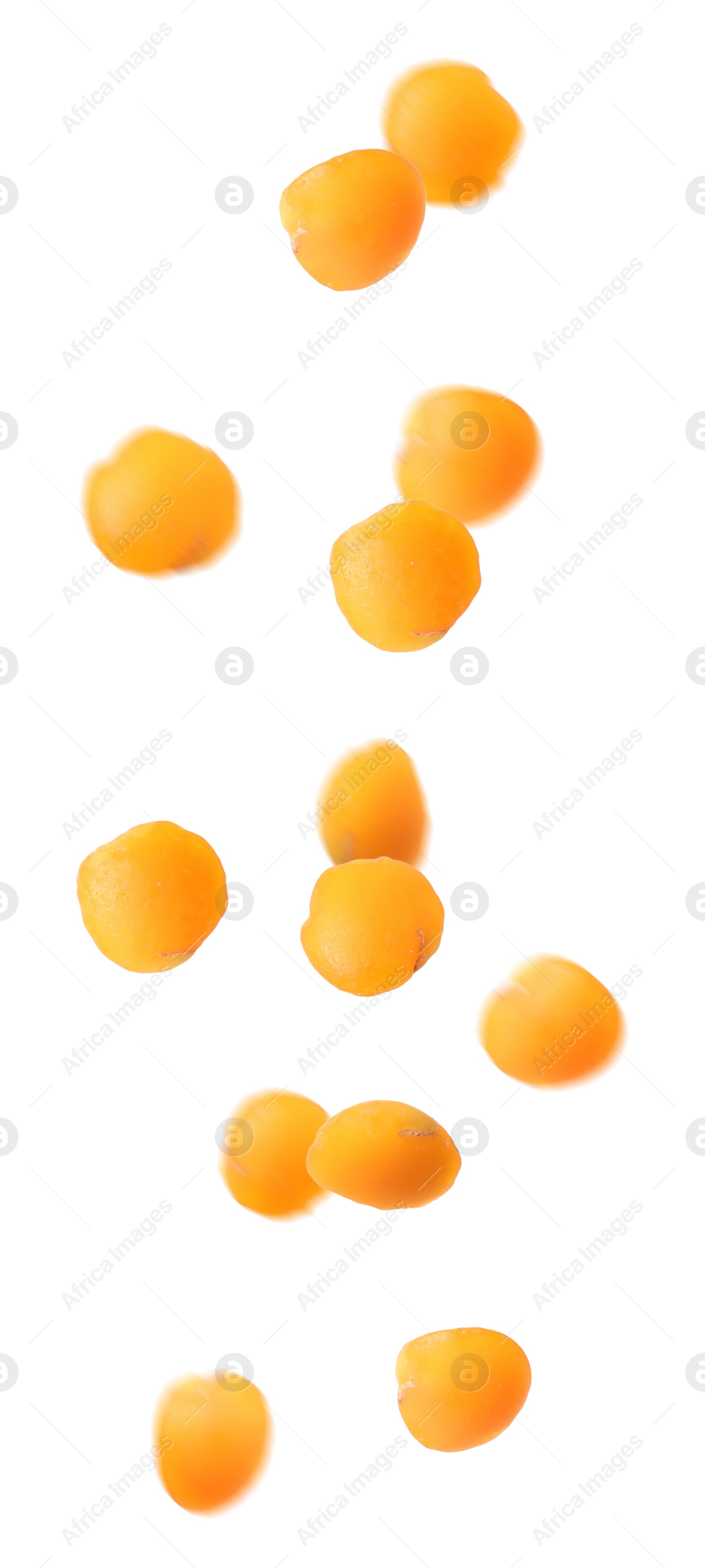 Image of Many lentils falling on white background, vertical banner design. Vegan diet 