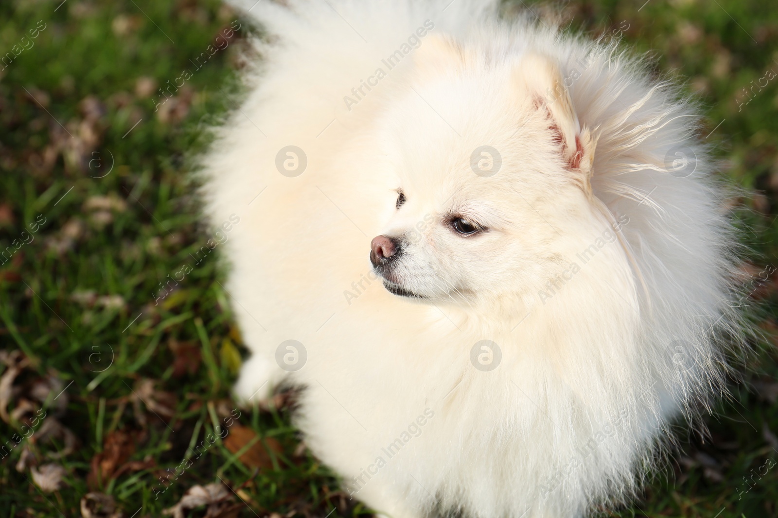 Photo of Cute fluffy Pomeranian dog on green grass outdoors, space for text. Lovely pet