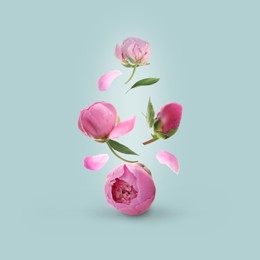 Image of Beautiful pink peony flowers flying on light blue background