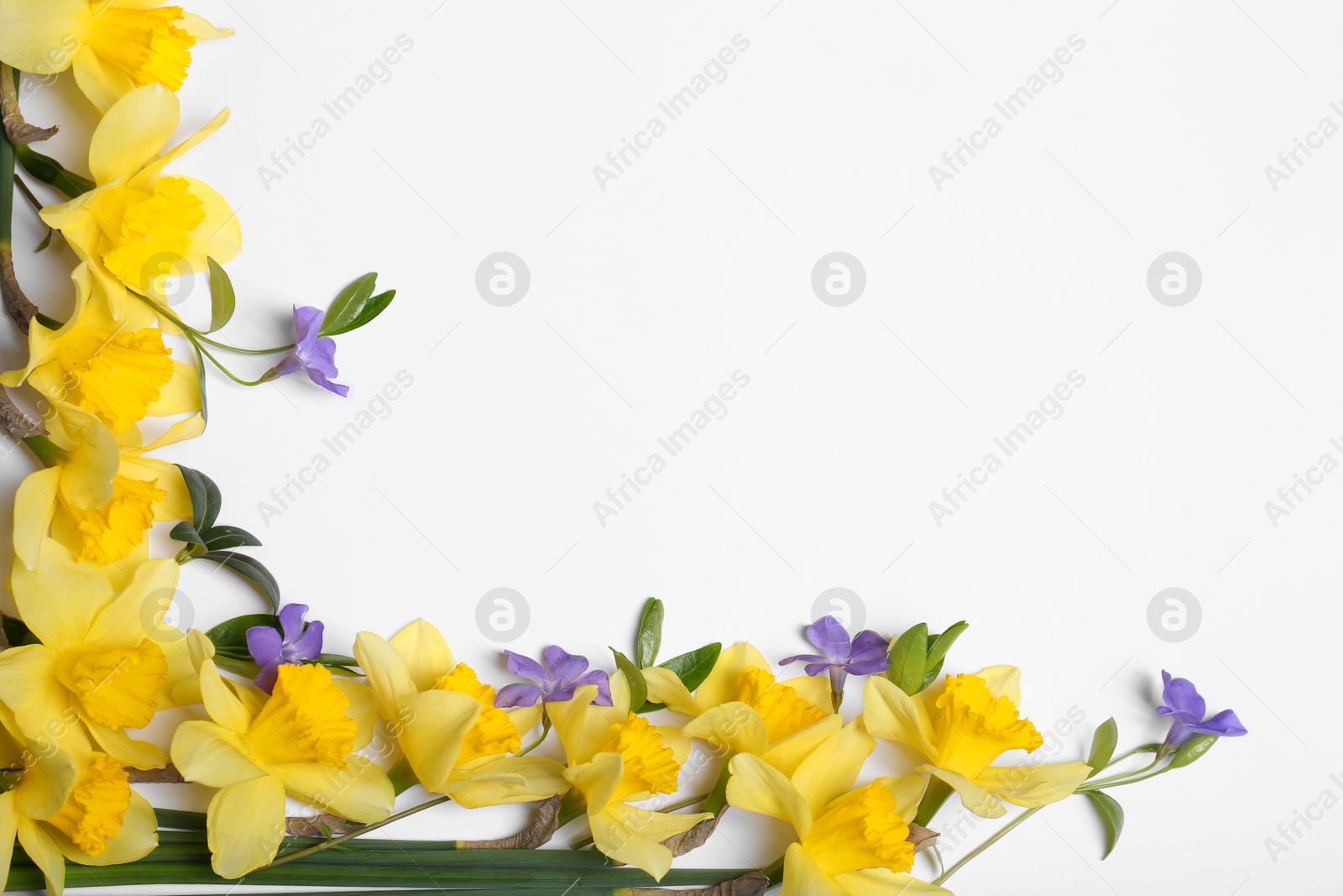 Photo of Beautiful yellow daffodils and periwinkle flowers on white background, top view. Space for text