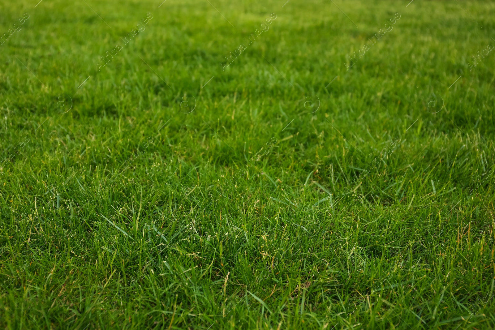 Photo of Green lawn with fresh grass as background