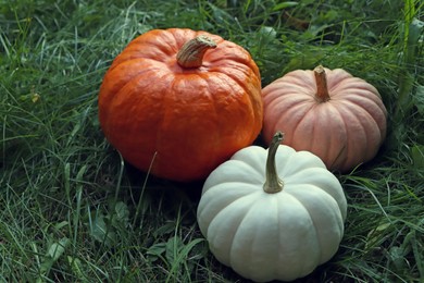 Different ripe pumpkins among green grass outdoors