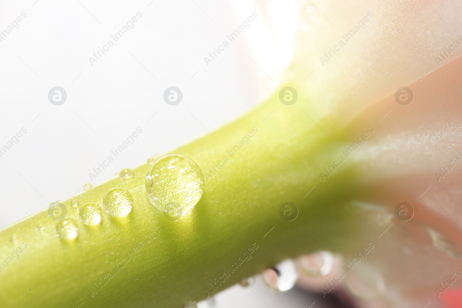 Photo of Beautiful flower with water drops against blurred background, macro view