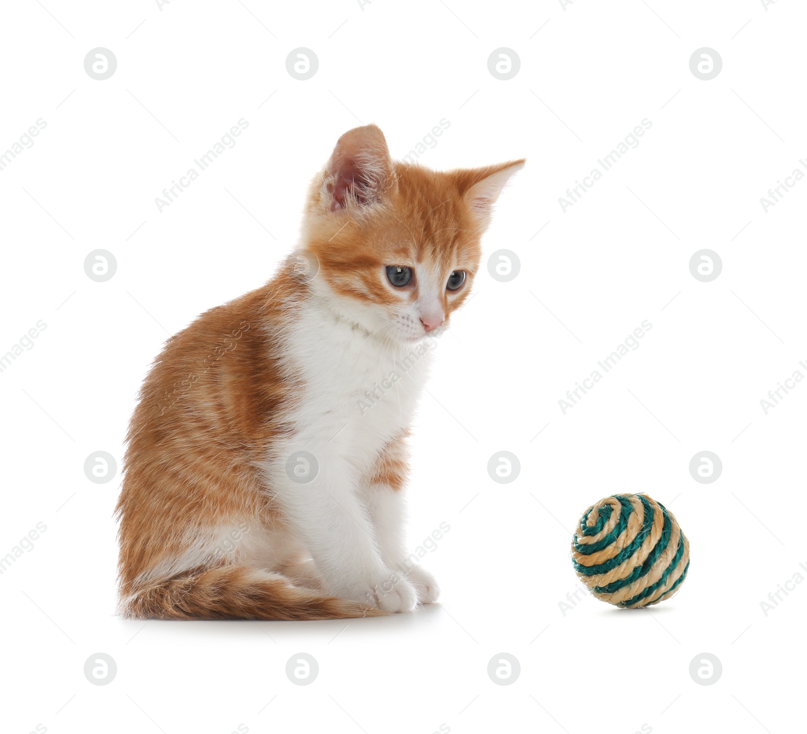 Photo of Cute kitten with ball on white background. Pet toy