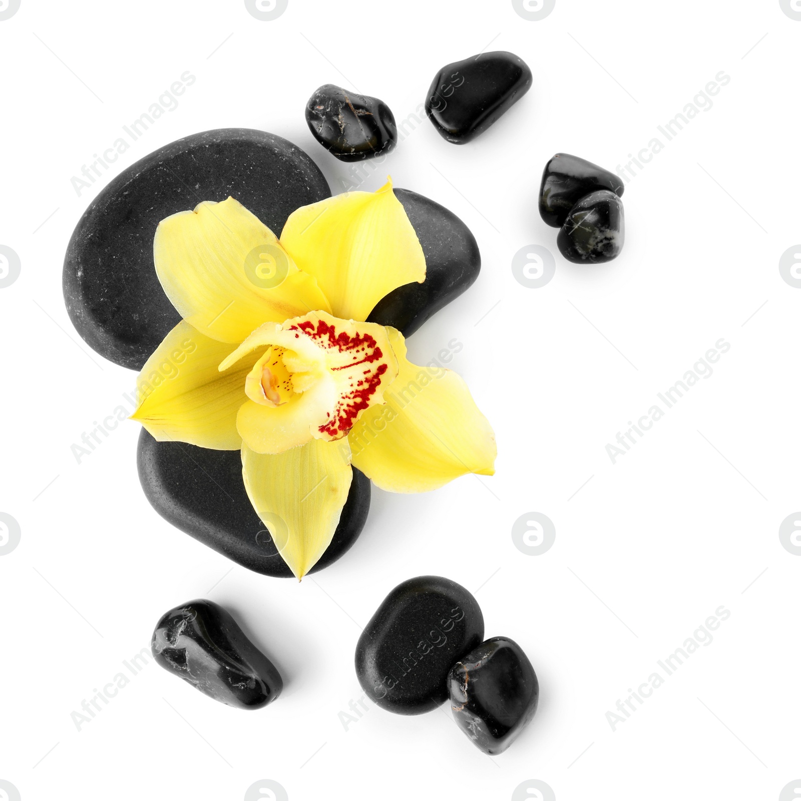 Photo of Spa stones and beautiful orchid on white background, top view