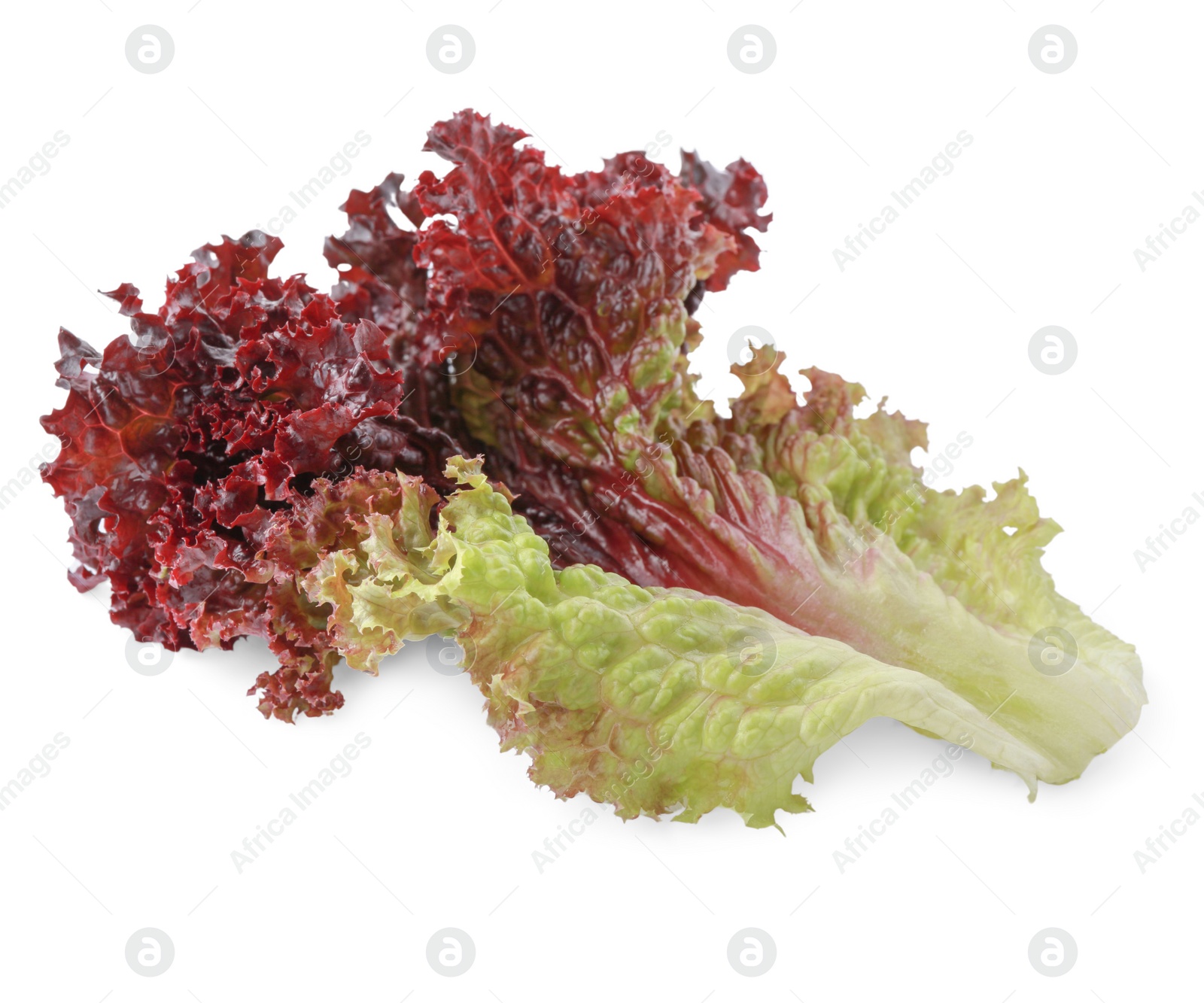 Photo of Leaf of fresh red coral lettuce isolated on white