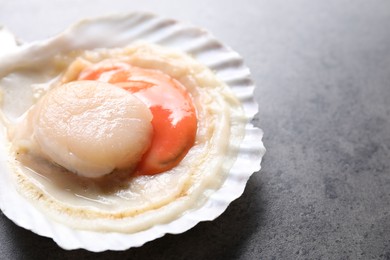 Photo of Fresh raw scallop in shell on grey table, closeup. Space for text