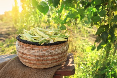 Photo of Wicker basket with fresh green beans on wooden stool in garden, space for text