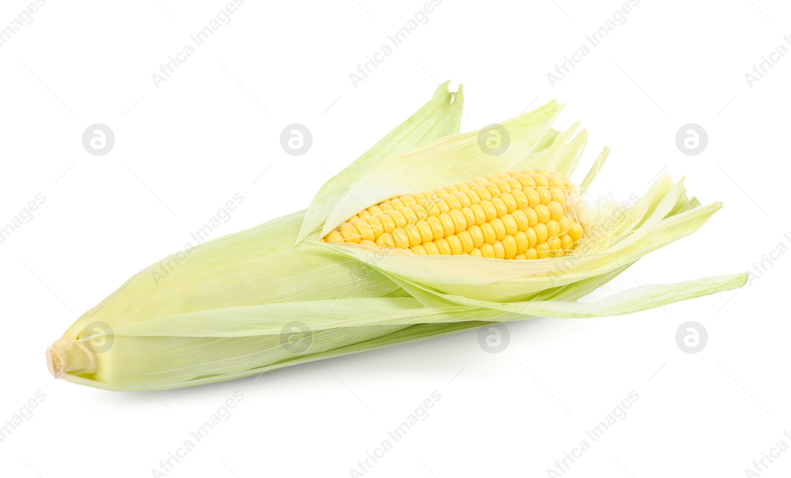 Photo of Ripe raw corn cob with husk isolated on white