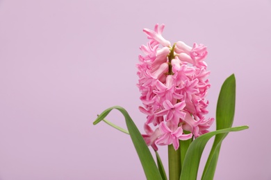 Beautiful spring hyacinth flower on color background. Space for text