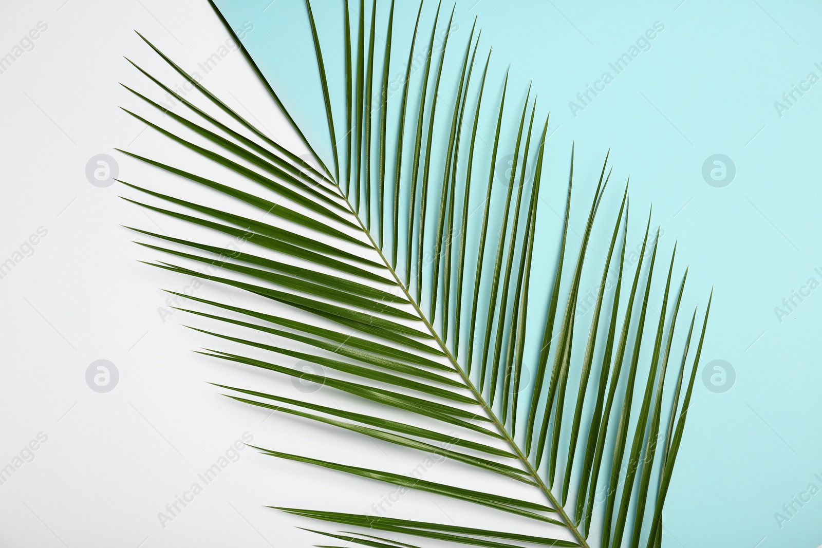 Photo of Composition with tropical date palm leaves on white background, top view