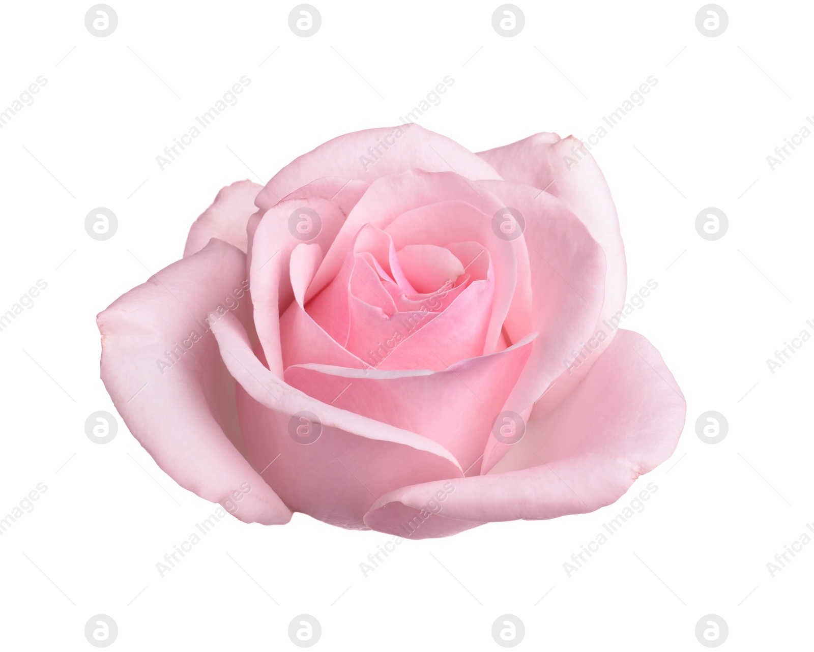 Photo of Blooming pink rose isolated on white. Beautiful flower