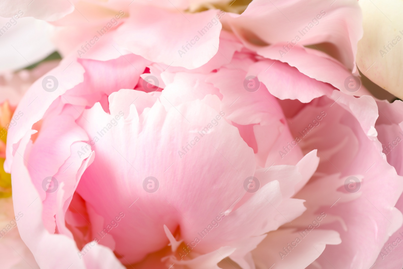 Photo of Beautiful blooming pink peony as background, closeup