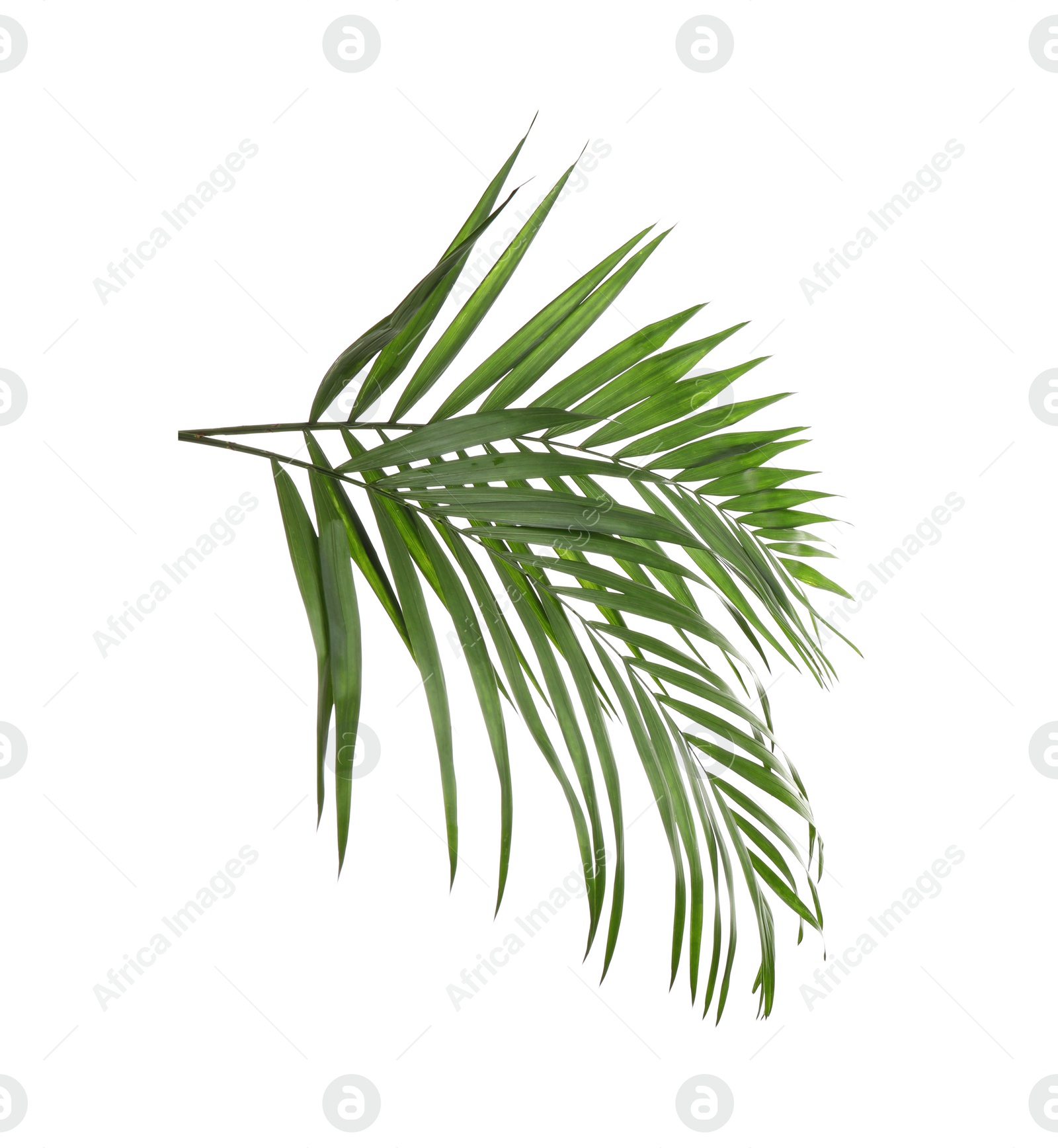 Photo of Fresh green tropical leaves on white background