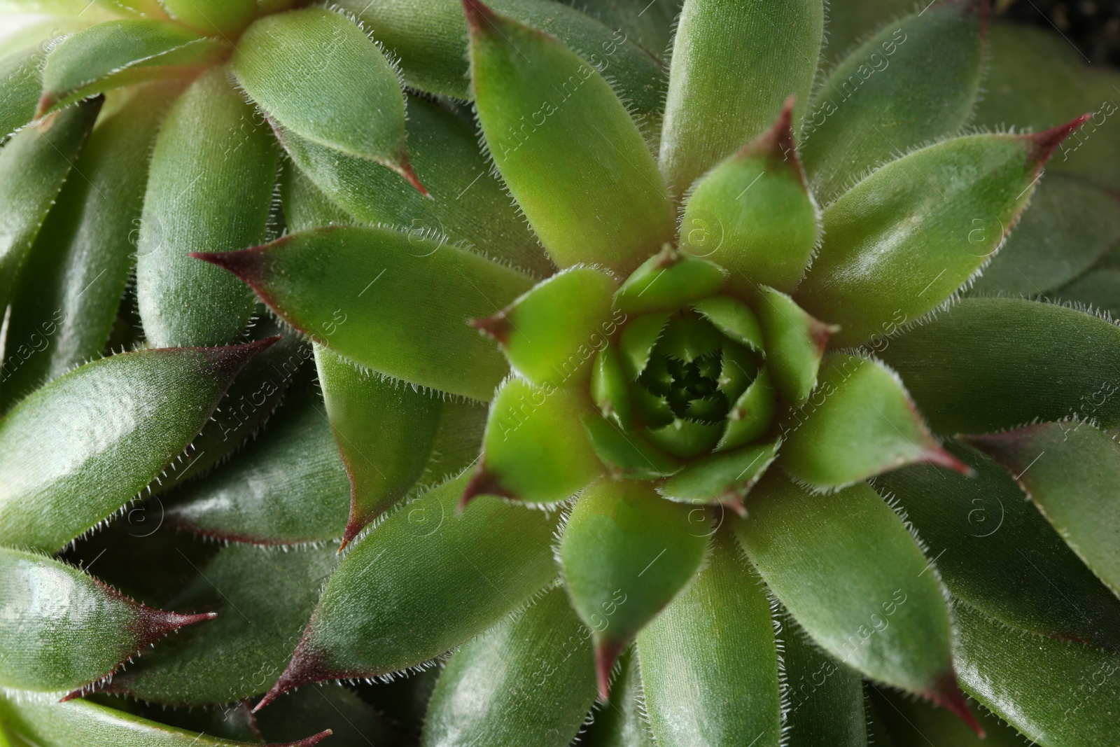 Photo of Beautiful echeverias as background, top view. Succulent plants