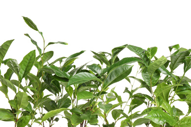 Photo of Green leaves of tea plant on white background