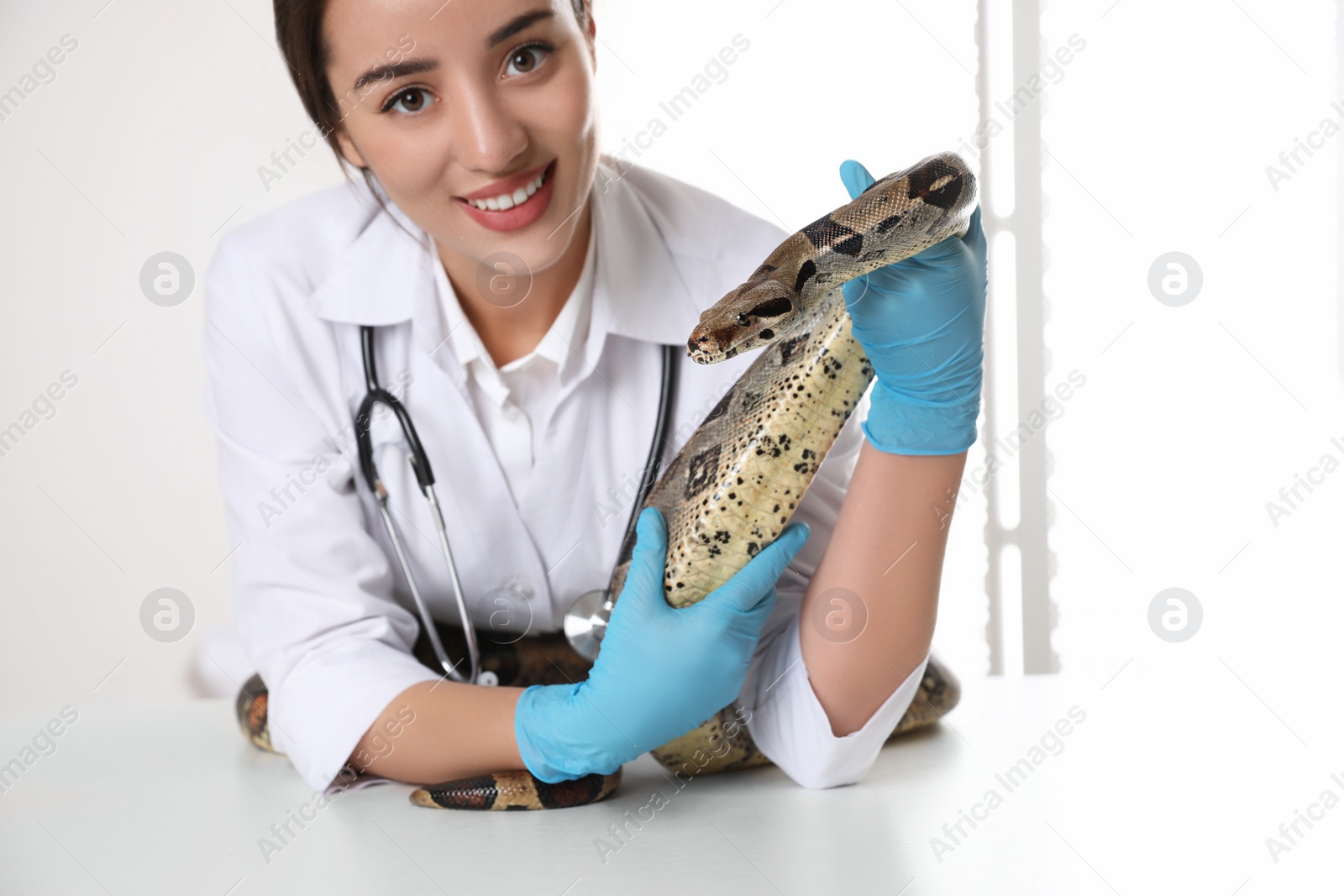 Photo of Young female veterinarian examining boa constrictor in clinic