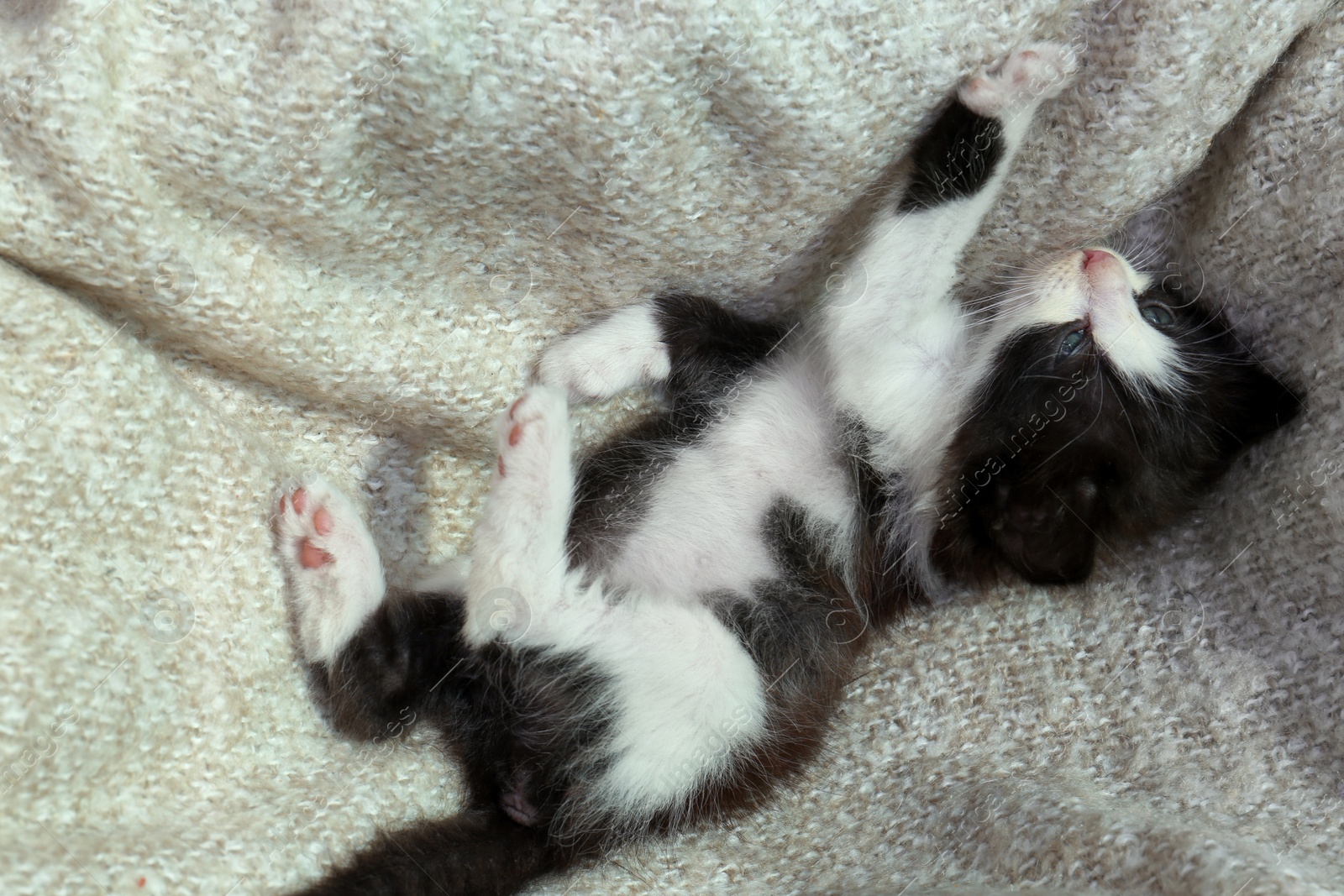 Photo of Cute baby kitten lying on cozy blanket, top view