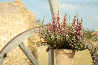 Beautiful potted heather plant with blooming flowers outdoors on sunny day