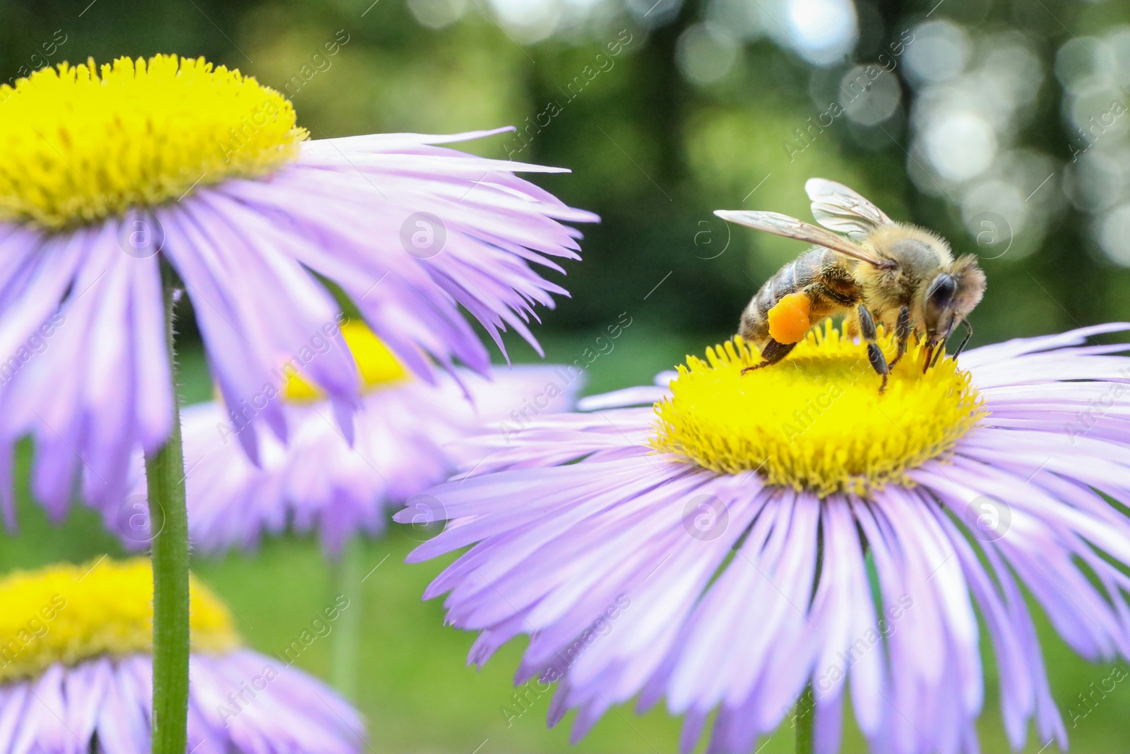 Photo of Honeybee collecting nectar from beautiful flower outdoors, closeup