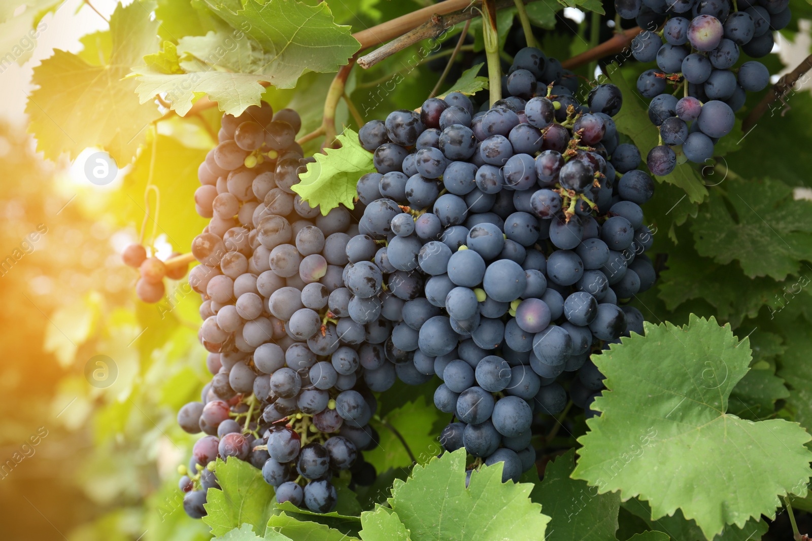 Photo of Ripe juicy grapes on branch growing in vineyard