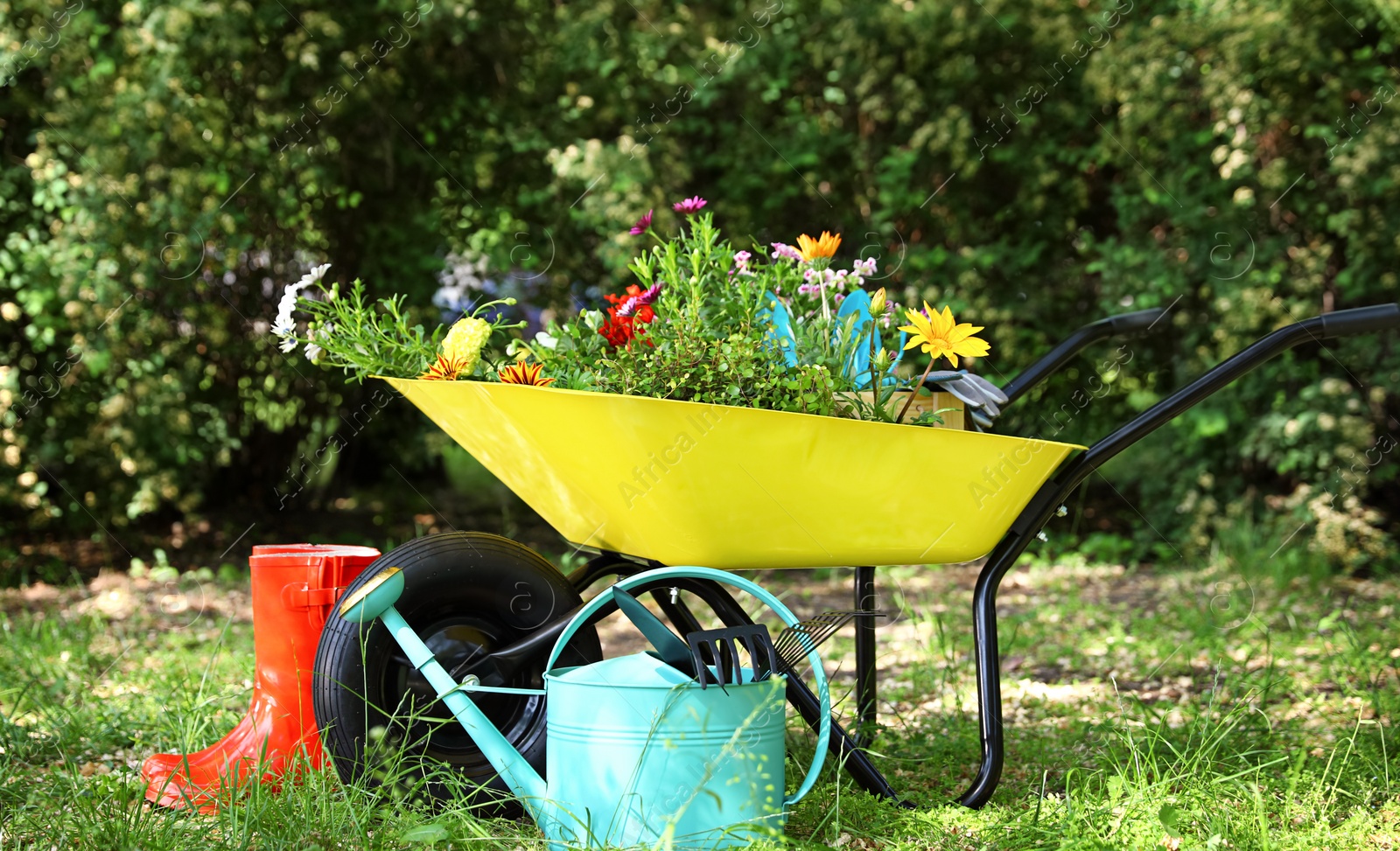 Photo of Wheelbarrow with gardening tools and flowers on grass outside