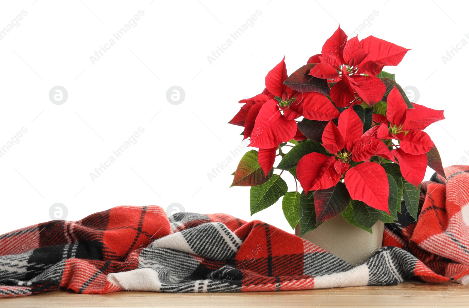 Photo of Red Poinsettia in pot and warm plaid on wooden table, space for text. Christmas traditional flower