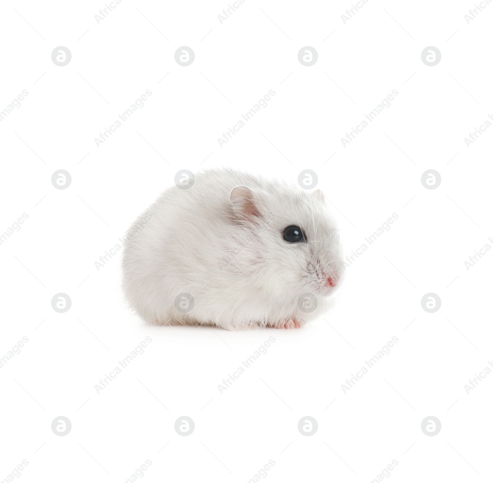 Photo of Cute funny pearl hamster on white background