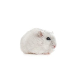 Photo of Cute funny pearl hamster on white background